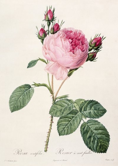 Rosa Centifolia, de 